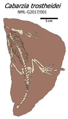 Cabarzia fosil ilustrasi.png