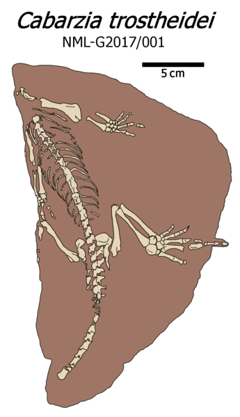 File:Cabarzia fossil illustration.png