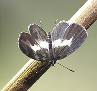 Caleta decidia – Angled Pierrot Life Cycle 34.jpg