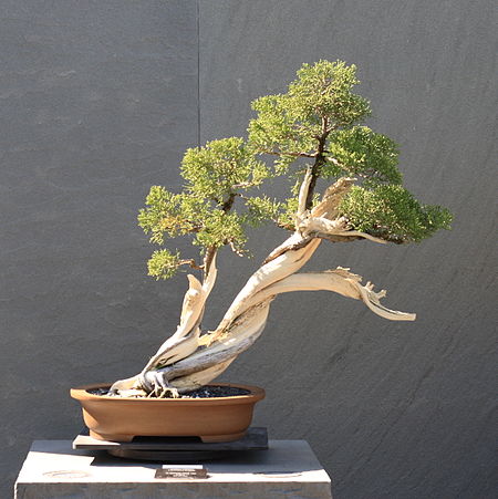 Fail:California_Juniper_bonsai_220,_October_10,_2008.jpg