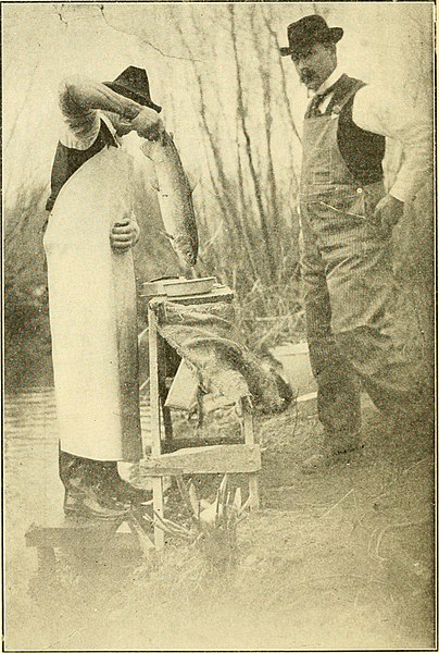 File:California fish and game (1922) (14732209436).jpg