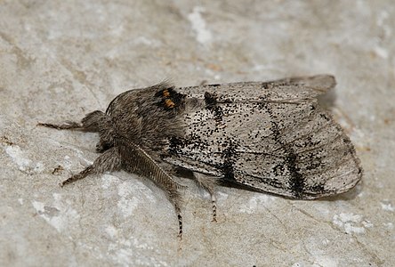 Calliteara fascelina