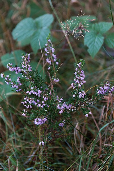 File:Callune-Calluna vulgaris-Tourbière de Gimel-12533-20141011.jpg