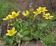 Caltha palustris var himalensis W IMG 7242.jpg