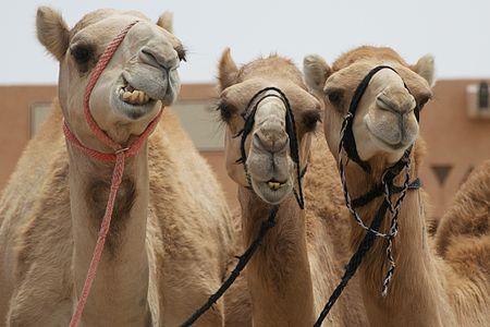 Fail:Camels_in_Al_Ain.jpg