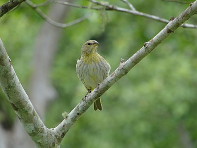 Saffron finch