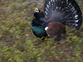 Capercaillie Attack (155578293) (2).jpg