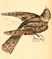 Caprimulgus tristigma lentiginosus 1838.jpg