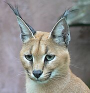 カラカル - Wikipedia