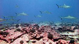 Photo of dozens of sharks swimming in shallow water over pink coral