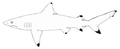 Гладкозубая черноперая акула (Carcharhinus leiodon)