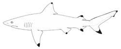 Thumbnail for Smoothtooth blacktip shark
