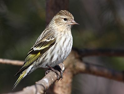 Pine siskin