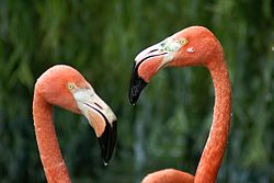 Caribbean flamingo10.jpg