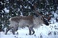 Caribou dans la taiga