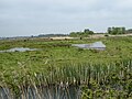 Thumbnail for Carlton and Oulton Marshes