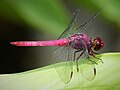 Carmine Skimmer. Orthemis menghitamkan - Flickr - gailhampshire.jpg