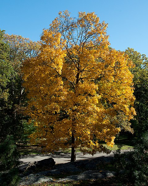 File:Carya ovata (Shagbark Hickory) (26470327339).jpg