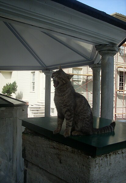 File:Cat yawns.JPG