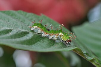 Caterpillar of Athyma selenophora Kollar, 1844 - Staff Sergeant WLB DSC 0002 (27).jpg