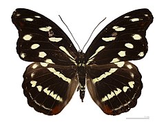 Museum specimen ♀ dorsal side