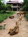 Cattle in Driveway - Outside Stung Treng - Cambodia (48429009037).jpg