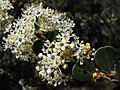 Ceanothus verrucosus