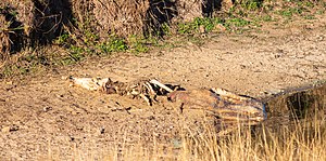 Parque Nacional Kruger: Historia, Flora y fauna, Alojamiento