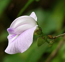 Flower Centrosema pubescens at Kadavoor.jpg