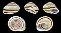 * Nomination Shell of a White-lipped snail, Cepaea hortensis --Llez 07:04, 22 November 2020 (UTC) * Promotion  Support Good quality. --Ermell 07:13, 22 November 2020 (UTC)