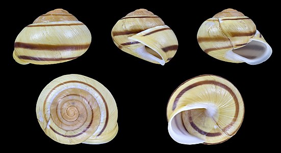 Cepaea hortensis var. lutea lutescens fasciata 10045