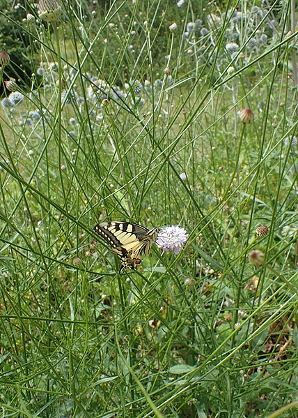 File:Cephalaria transsylvanica kz04.jpg