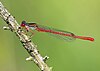 List Of Odonata Species Of Slovenia