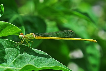 Ceriagrion coromandelianum macho, Bengala Ocidental, Índia. (definição 1 280 × 855)