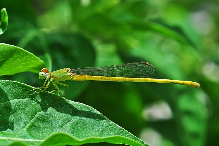 Самец стрекозы Ceriagrion coromandelianum. Бардхаман, Западная Бенгалия, Индия