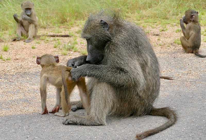 File:Chacma Baboon (Papio ursinus) male grooming young ... (52719197712).jpg