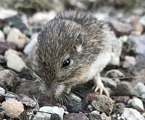 A Chaetodipus nelsoni kép leírása, amelyet az iNaturalist 27682025 fényképről importáltak 2019. június 13-án.