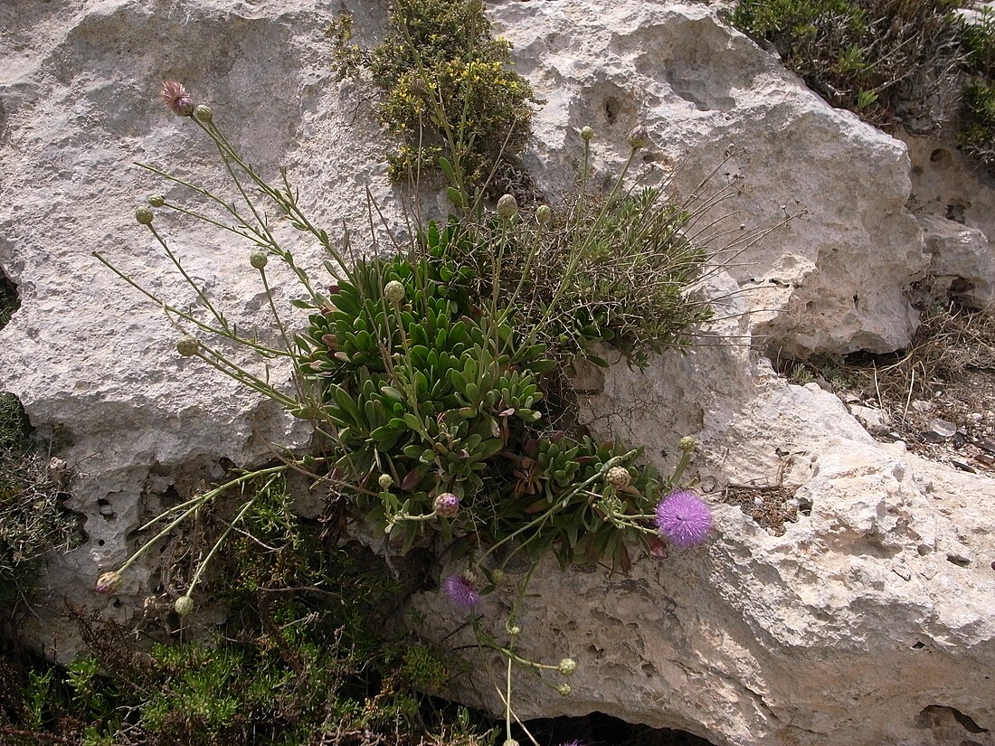 Cheirolophus crassifolius