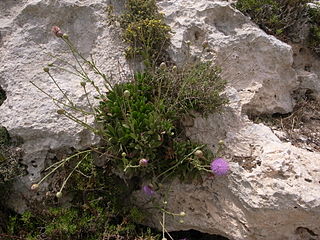 <i>Cheirolophus crassifolius</i> Species of flowering plant