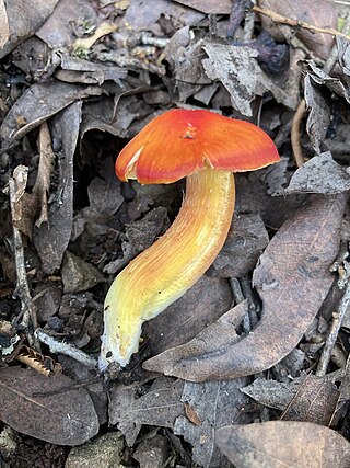 <i>Hygrocybe laetissima</i> Fungus species