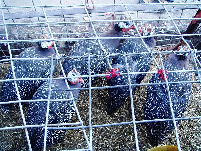 File:Chiken sellers sell horned birds - panoramio.jpg