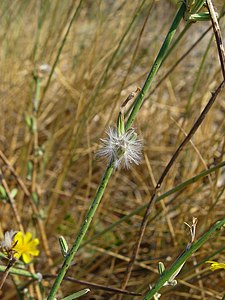 Chondrilla juncea Infrutescence