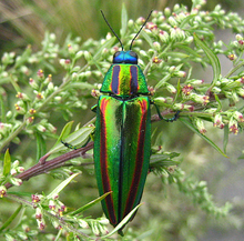 Chrysochroa fulgidissima (Tamamushi) Di Alam.PNG