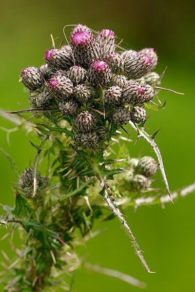 File:Cirsium palustre Auvergne 2013-05-09 t154902.jpg