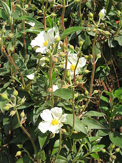 Description de l'image Cistus laurifolius01.jpg.