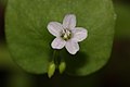 Claytonia perfoliata