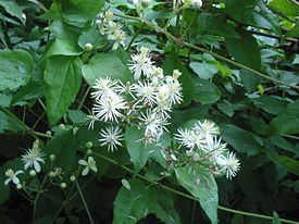 Espécie tipo Clematis vitalba