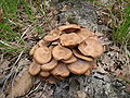 Clitocybe Tabescens.JPG