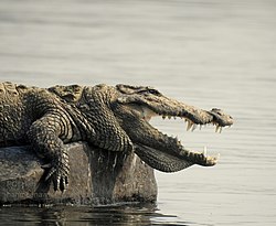 Close encounter with mugger crocodile (Crocodylus palustris), NCS, India.jpg