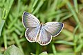 * Nomination Close wing Basking of Pseudozizeeria maha (Kollar, 1844) - Pale Grass Blue (Female) --Sandipoutsider 00:32, 11 December 2023 (UTC) * Decline  Oppose Blurred --Plozessor 06:07, 11 December 2023 (UTC)